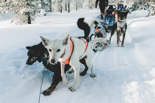 Dog Sledding